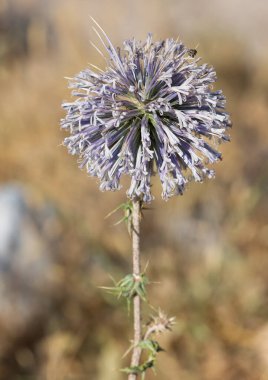 Doğal dikenler ve muhteşem dikenli fotoğraflar.