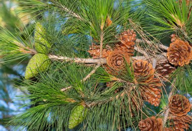 Çam ağacı ve çam kozalağı fotoğrafı