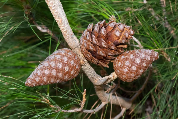 Foto Van Dennenboom Dennenappel — Stockfoto