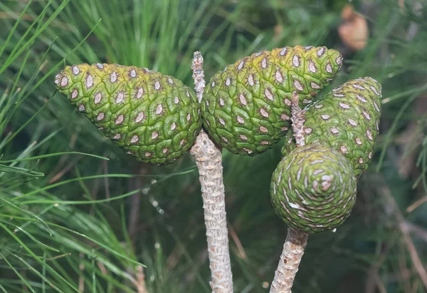 Çam ağacı ve çam kozalağı fotoğrafı