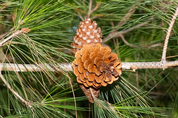 Foto Van Dennenboom Dennenappel — Stockfoto