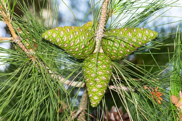 Çam ağacı ve çam kozalağı fotoğrafı