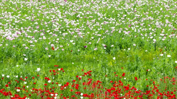 Mohnfelder Mit Weißen Blüten — Stockfoto