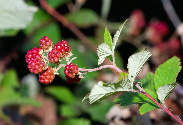 natural berries and fruit photos
