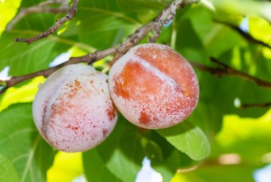 Erik ağacı ve olgun erik fotoğrafları.