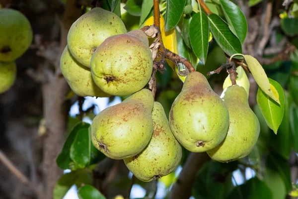 pear tree and natural pear photos