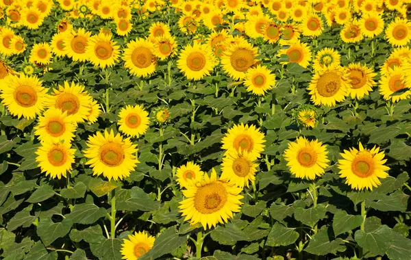 agricultural products, photos of blooming sunflowers