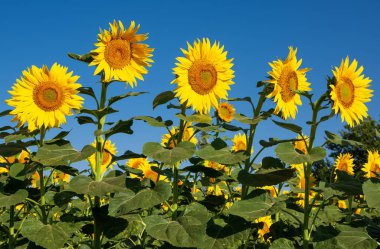 tarım ürünleri, çiçek açan ayçiçeklerinin fotoğrafları.