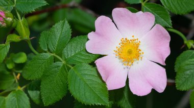 Huzurlu çiçekler ve doğal çevre