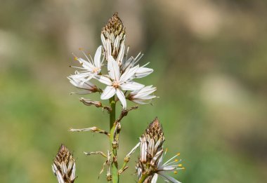 Doğada kendiliğinden büyüyen tıbbi bitkiler.