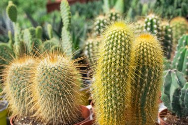 Dikenli süs bitkileri ve çeşitli kaktüs resimleri.