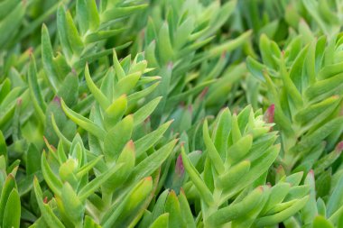 Dikenli süs bitkileri ve çeşitli kaktüs resimleri.