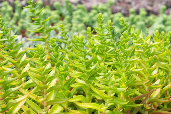 Plantes Ornementales Épineuses Une Variété Photos Cactus — Photo