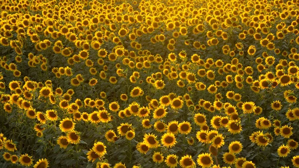 Фото Різних Сільськогосподарських Продуктів Квітучий Соняшник — стокове фото