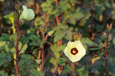 Tarım ürünlerinin fotoğrafları. Çiçek açan bamyanın fotoğrafları..