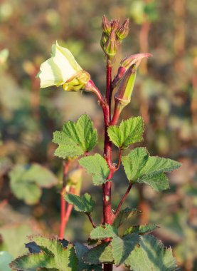 Tarım ürünlerinin fotoğrafları. Çiçek açan bamyanın fotoğrafları..