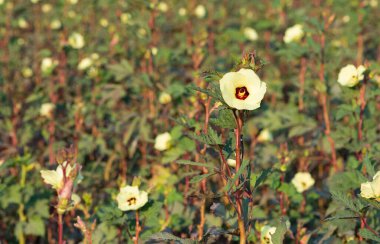 Tarım ürünlerinin fotoğrafları. Çiçek açan bamyanın fotoğrafları..