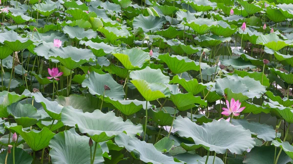 Lotus Plant Bloem Verschillende Achtergrond Foto — Stockfoto