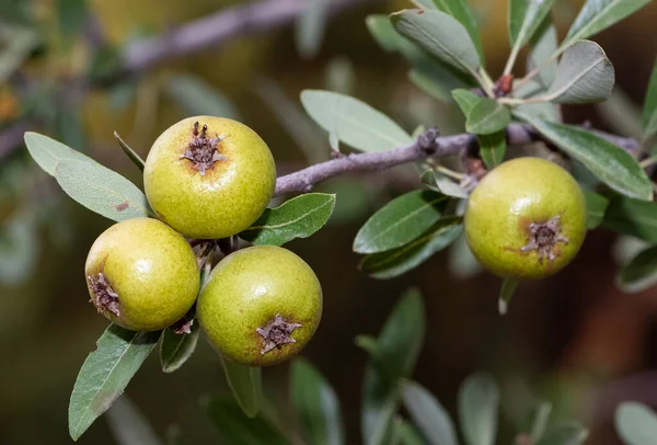 wild plants and wild fruits. wild pear photos.