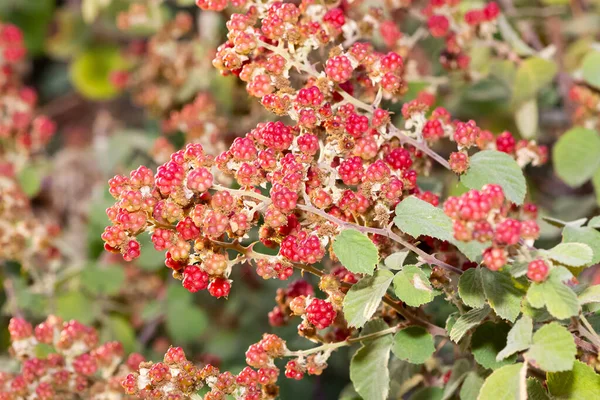 wild fruits. various natural blackberry fruit photos