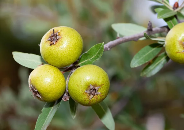 wild plants and wild fruits. wild pear photos.