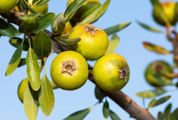 wild plants and wild fruits. wild pear photos.