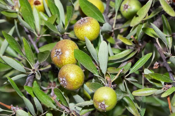 wild plants and wild fruits. wild pear photos.