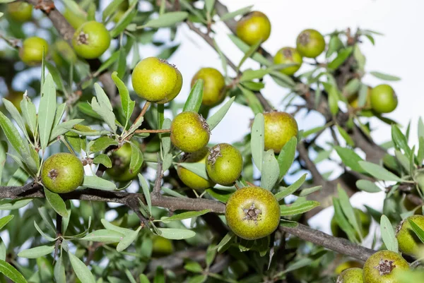 wild plants and wild fruits. wild pear photos.