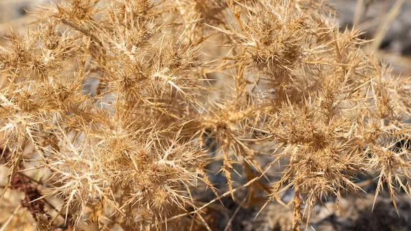 Photos Thorny Plants Grow Spontaneously Nature — Stock Photo, Image