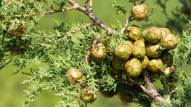 Çam ağaçları. Çam ağaçlarının ve konilerin fotoğrafları.