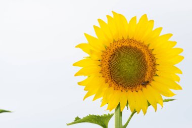 Çeşitli tarım ürünlerinin fotoğrafları, çiçek açan ayçiçekleri.