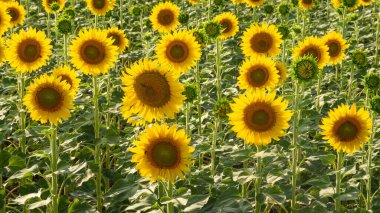 Çeşitli tarım ürünlerinin fotoğrafları, çiçek açan ayçiçekleri.