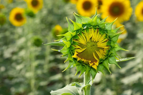 photos of various agricultural products, blooming sunflowers