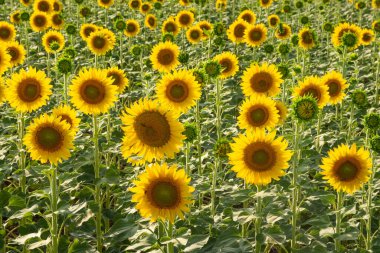Çeşitli tarımsal ürünlerin fotoğrafları, çiçek açan ayçiçeği