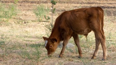 Sığır fotoğrafları. Süt ineklerinin ve buzağıların fotoğrafları.