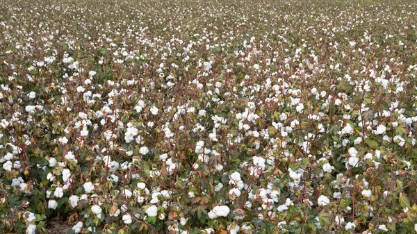 Photos of agricultural products. overripe cotton plant.