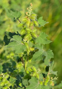 Doğada kendiliğinden büyüyen dikenli bitkilerin fotoğrafları..