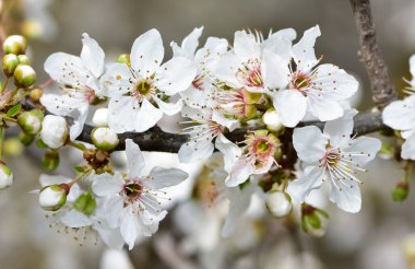 Çiçek açan erik ağacı ve erik çiçeklerinin fotoğrafları.