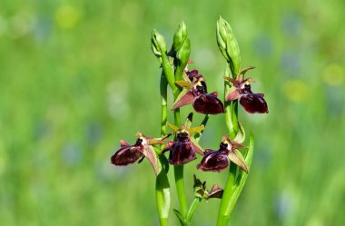 Yaban çiçeklerinin fotoğrafları, çeşitli arı orkideleri..