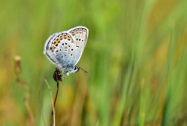 Vahşi yaşam fotoğrafları. Doğal alanlarda kelebek fotoğrafları.