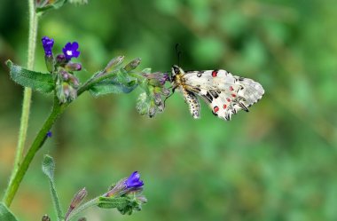Vahşi yaşam ve böceklerin görüntüleri. Kelebek fotoğrafları.