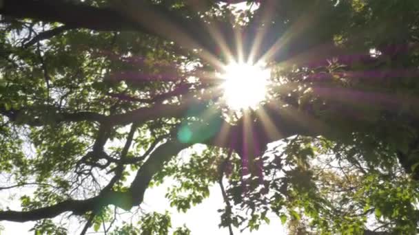 Raze de soare care trec prin copaci mari de foioase verzi. — Videoclip de stoc