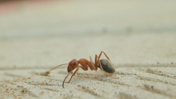 Macro-opname van de mier in slow motion close-up — Stockvideo