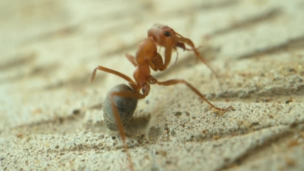 Macro-opname van de mier in slow motion close-up — Stockvideo