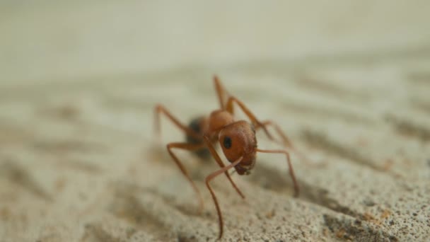 Macro shot della formica al rallentatore primo piano — Video Stock