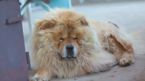 Grande race de chien chau chau est sur le sol et dormir — Video