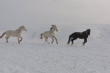 Dağlarda dört nala koşan beyaz ve kahverengi atlar. Dağlarda dört nala giden bir at sürüsü.