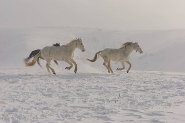 Dağlarda dört nala koşan beyaz ve kahverengi atlar. Dağlarda dört nala giden bir at sürüsü.