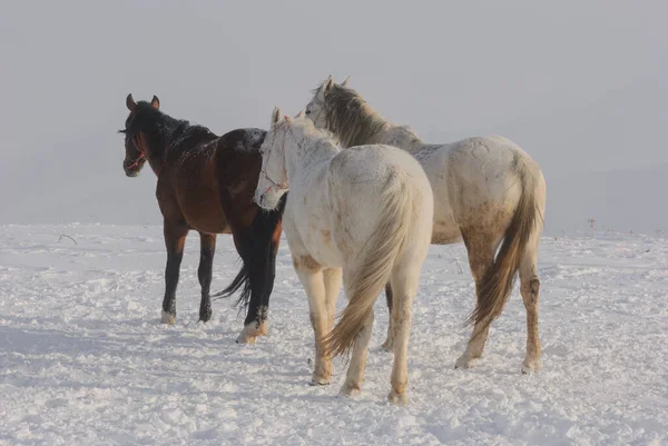 white and brown horses gallop in the mountains in the snow. a herd of horses galloping through the snow in the mountains