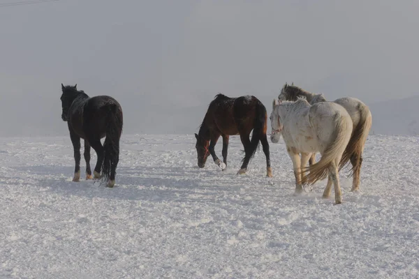 white and brown horses gallop in the mountains in the snow. a herd of horses galloping through the snow in the mountains